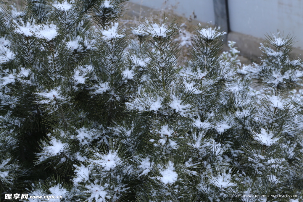 雪润松枝