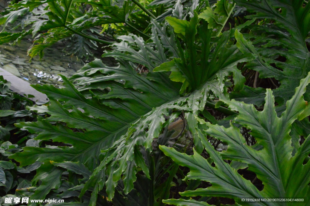 观叶植物