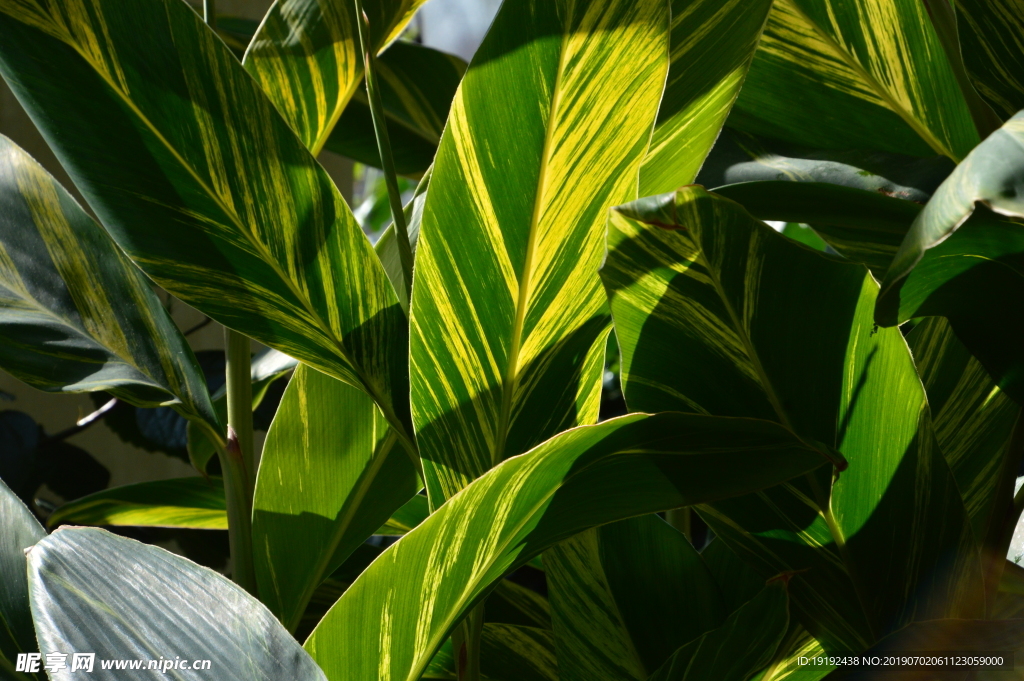 观叶植物