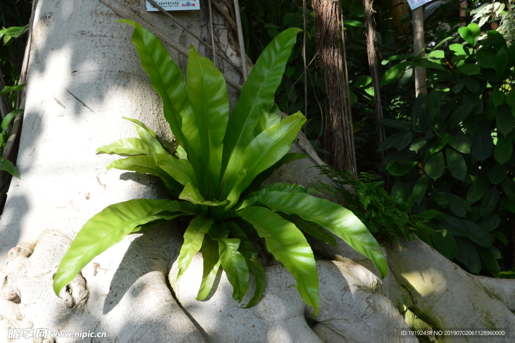 观叶植物