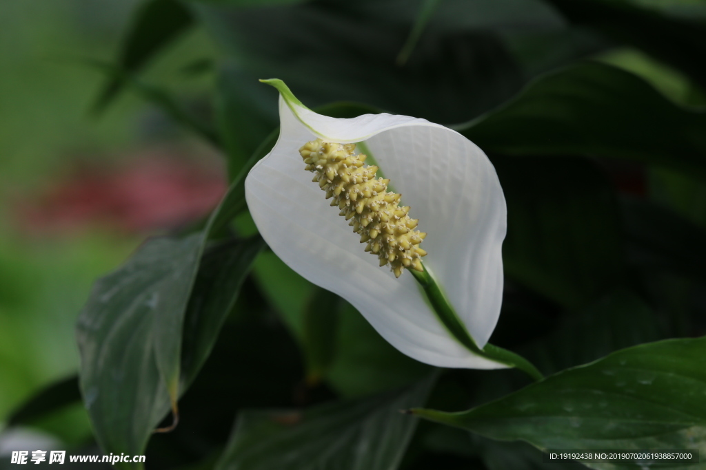 白鹤芋