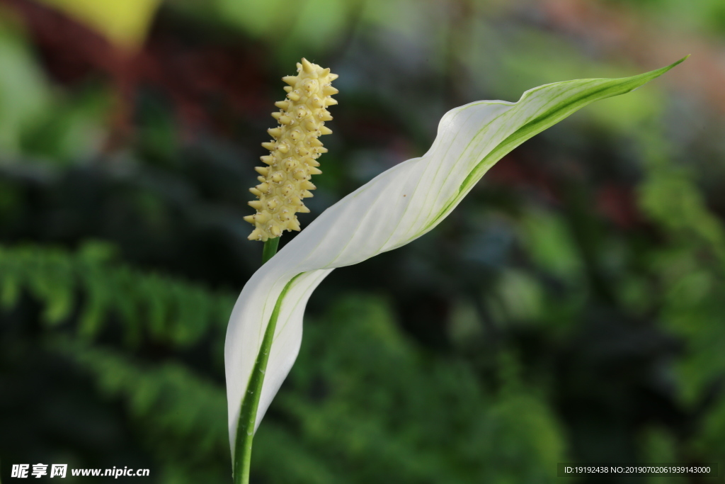 白鹤芋