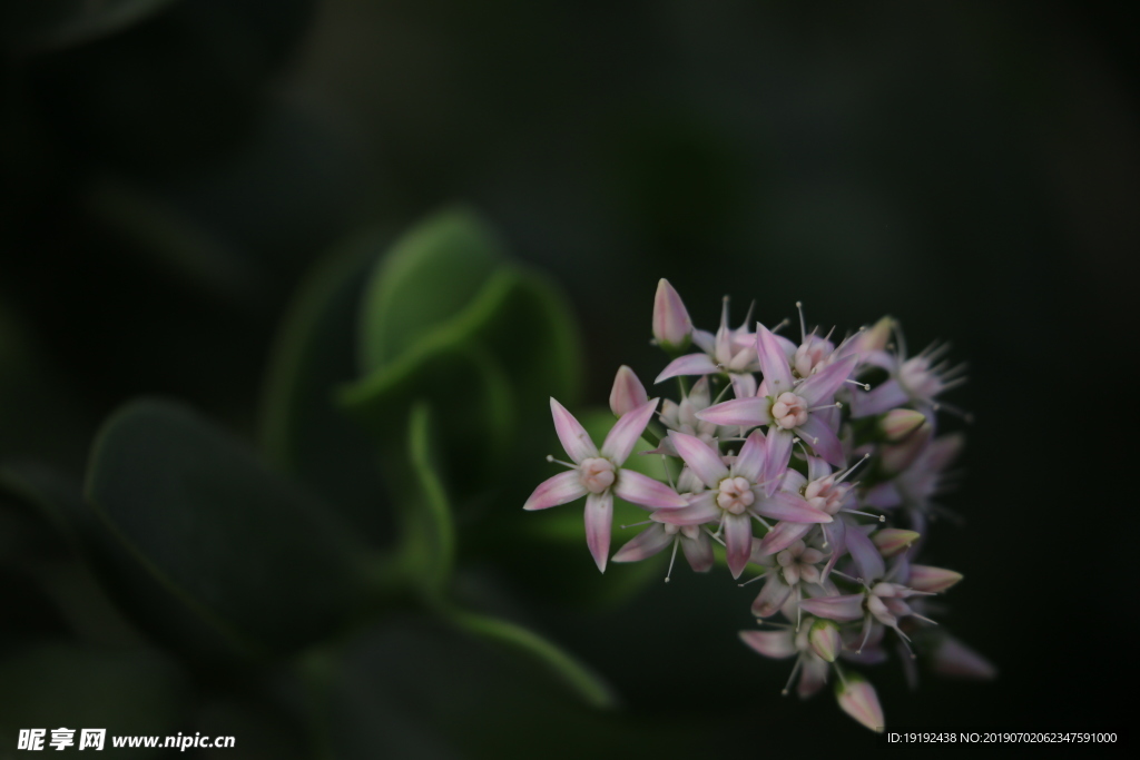 燕子掌花