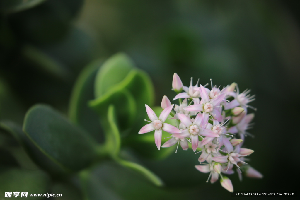 燕子掌花