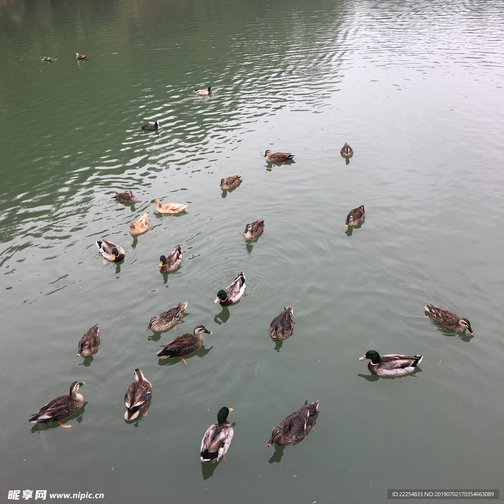 鸭群湖上戏水