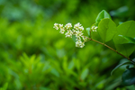 绿色植物