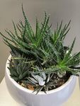 盆栽植物