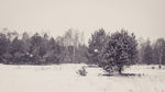 冬天雪景