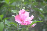木槿
