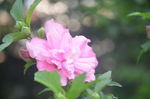 木槿