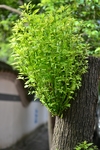 树芽