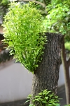树芽 树木