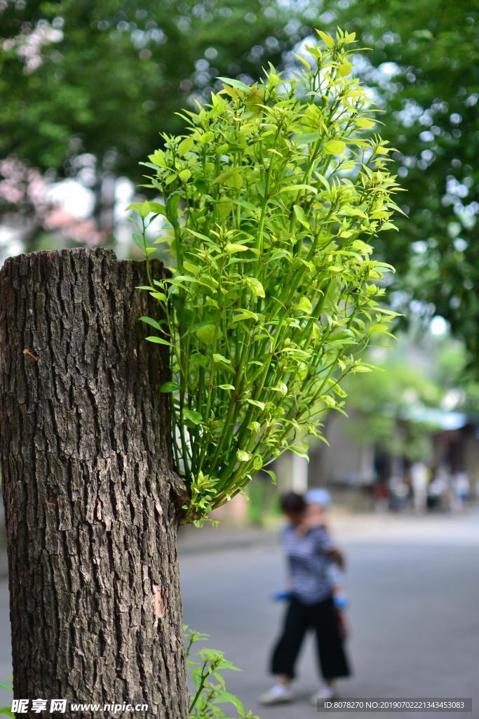 树芽