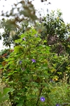 牵牛花