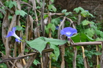 牵牛花