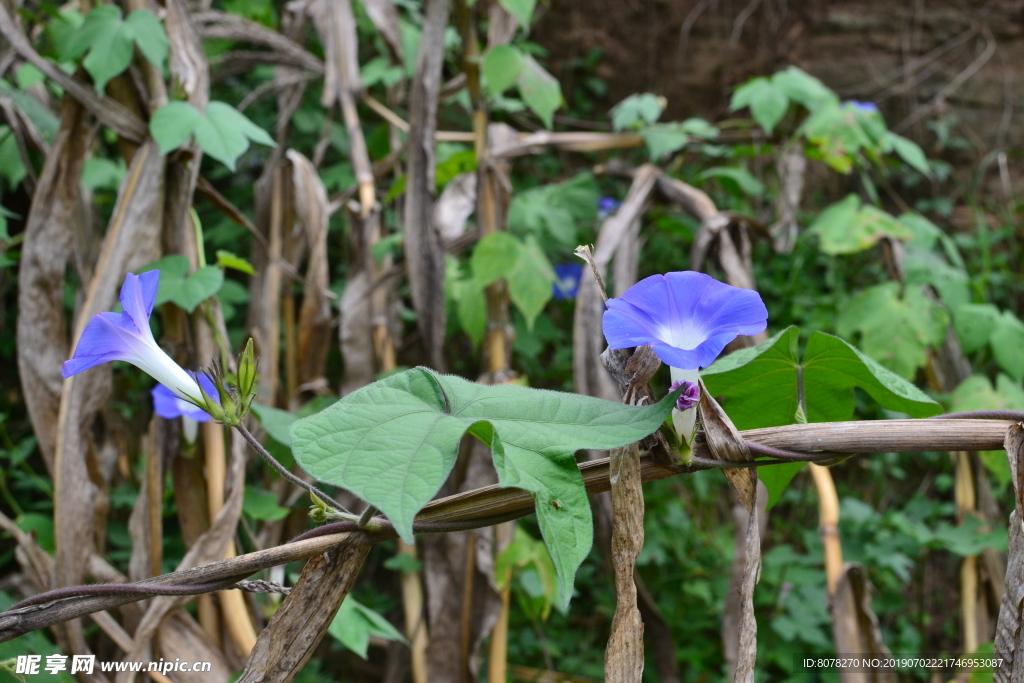 牵牛花