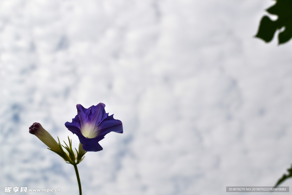 牵牛花