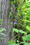 牵牛花