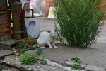 猫咪