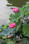 荷花素材