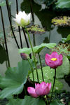 莲花池
