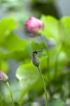 莲花