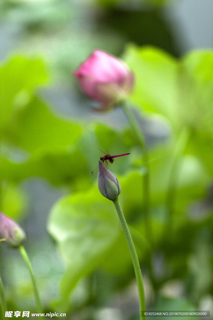 莲花