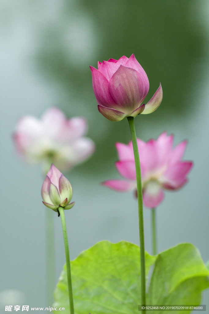 荷