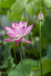 莲花