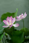 莲花池