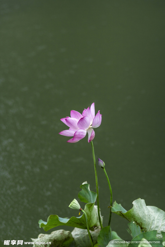 莲花