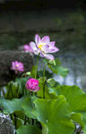 莲花