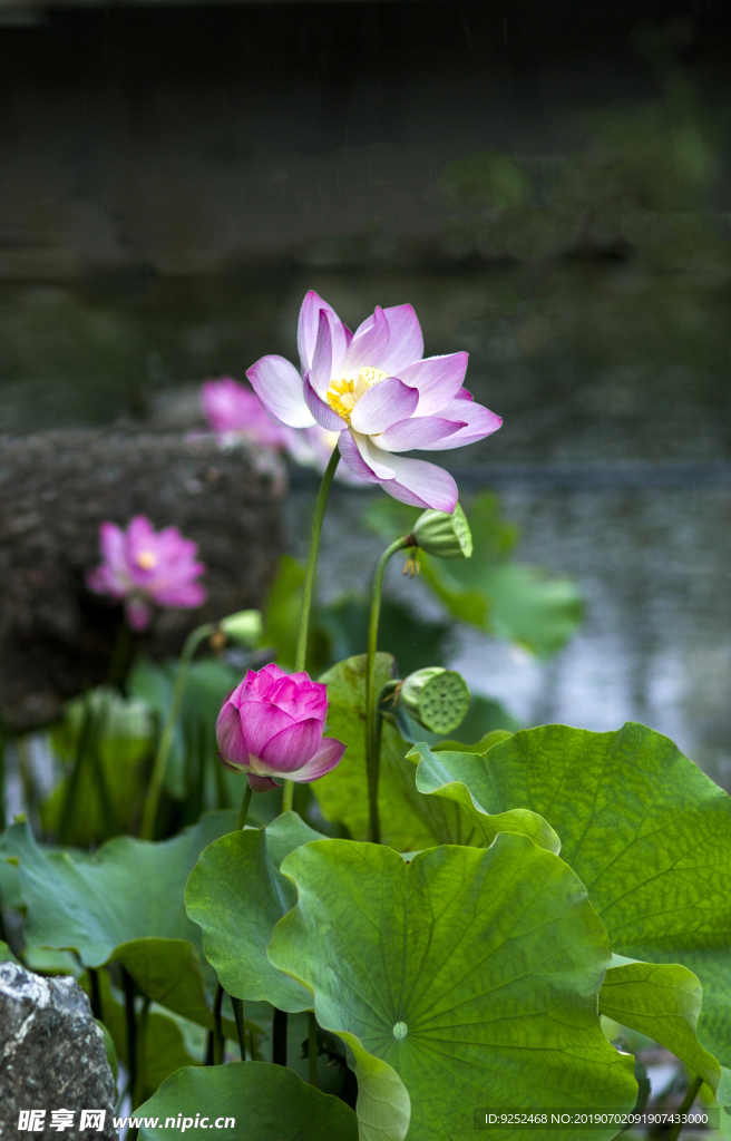 莲花