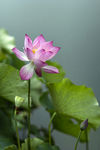 红莲花