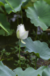 荷花素材