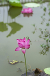 莲花