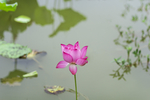 莲花池