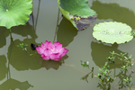 莲花池