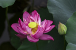 莲花池