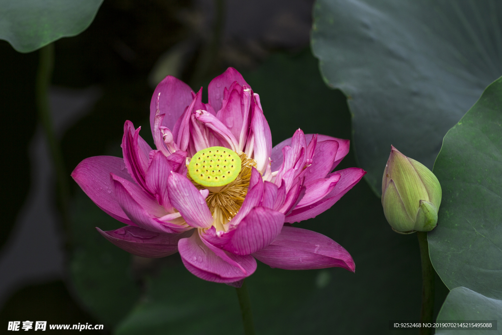 莲花池