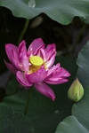 莲花