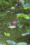 莲花池