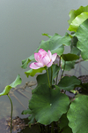 红莲