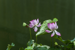 莲花池