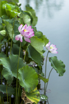 红色莲花