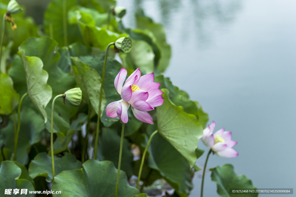 莲花池