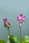 莲花