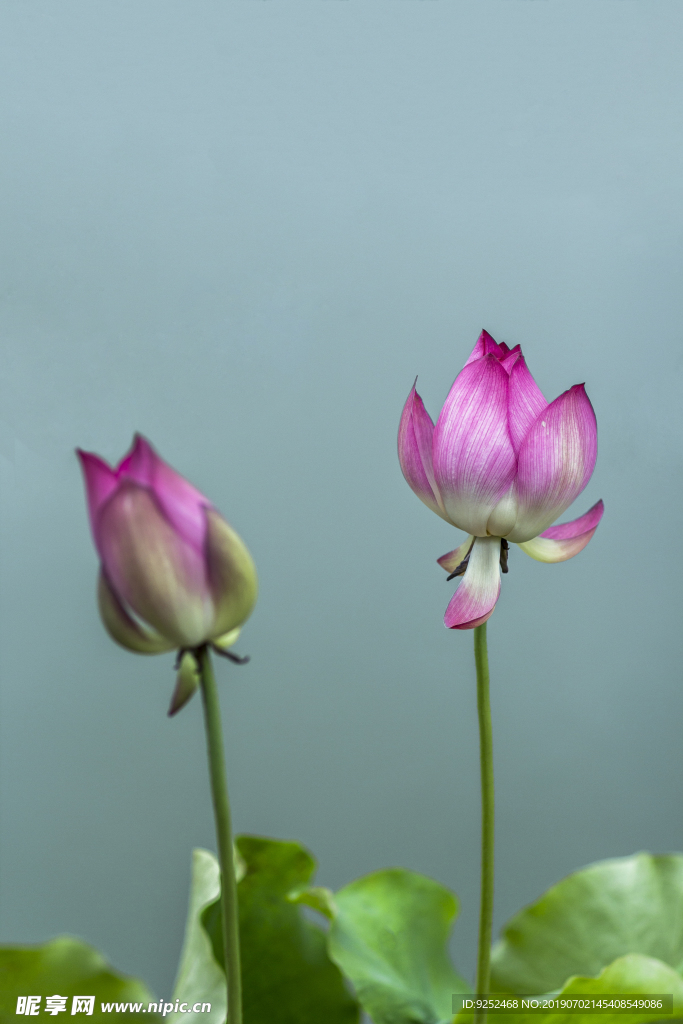 莲花