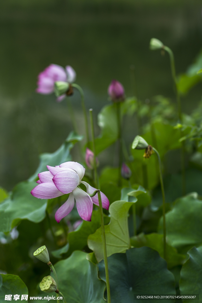 莲花池