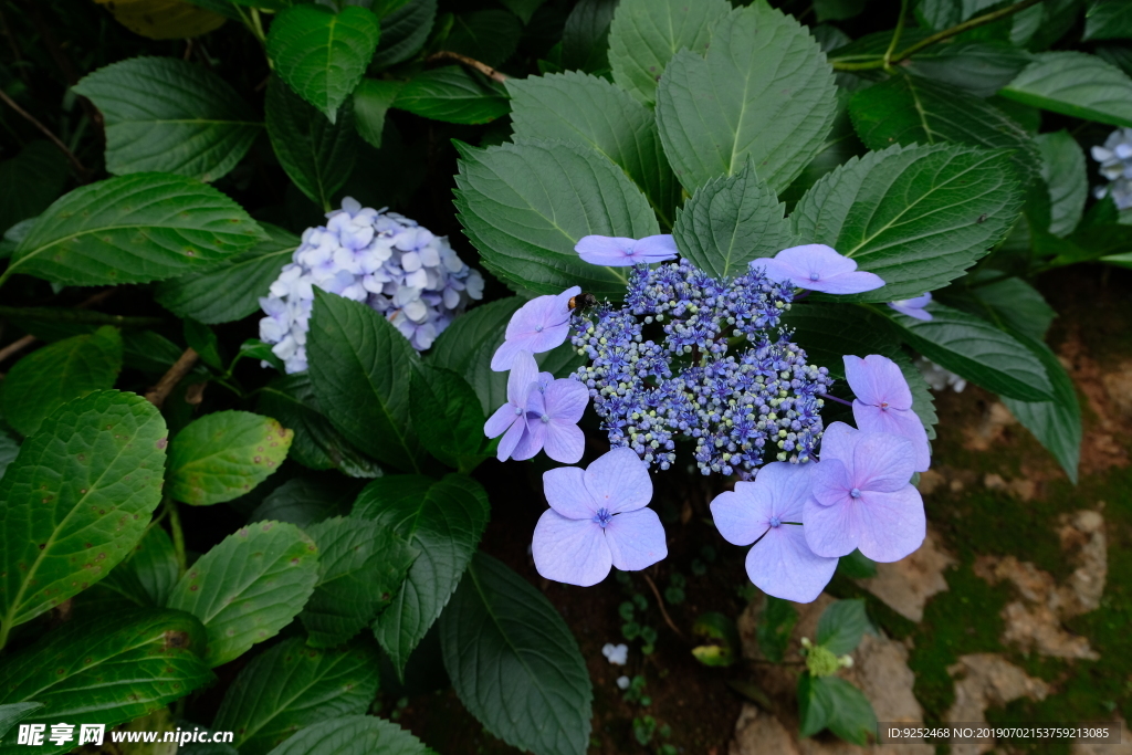 绣球花